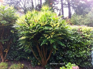 Mahonia x media - blooming